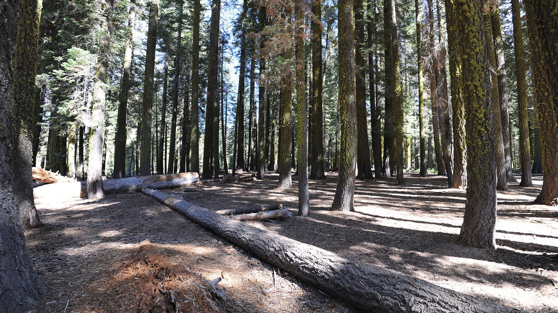 Yosemite National Park High Sierra Loop Trail