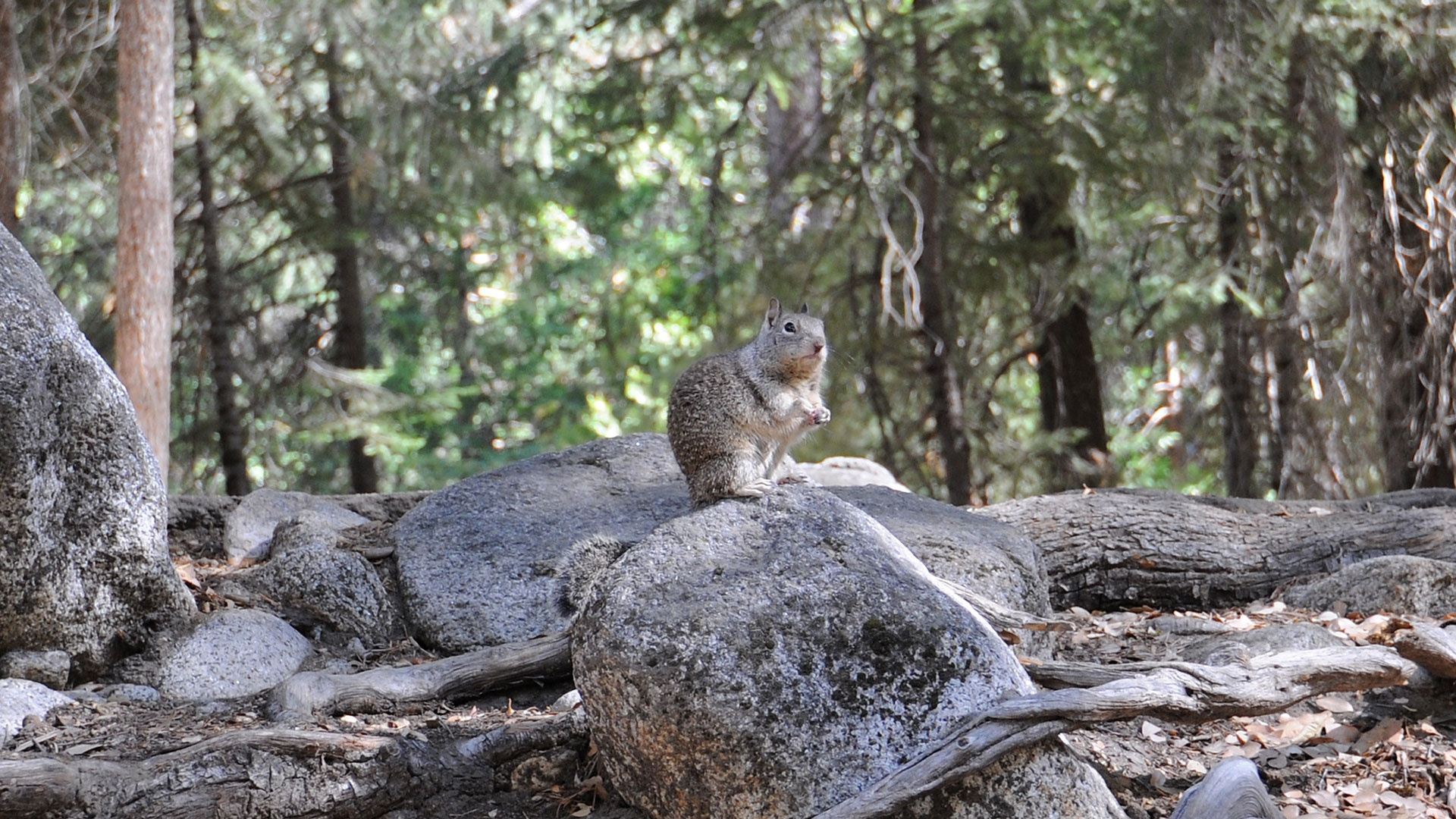 Yosemite National Park squirrel