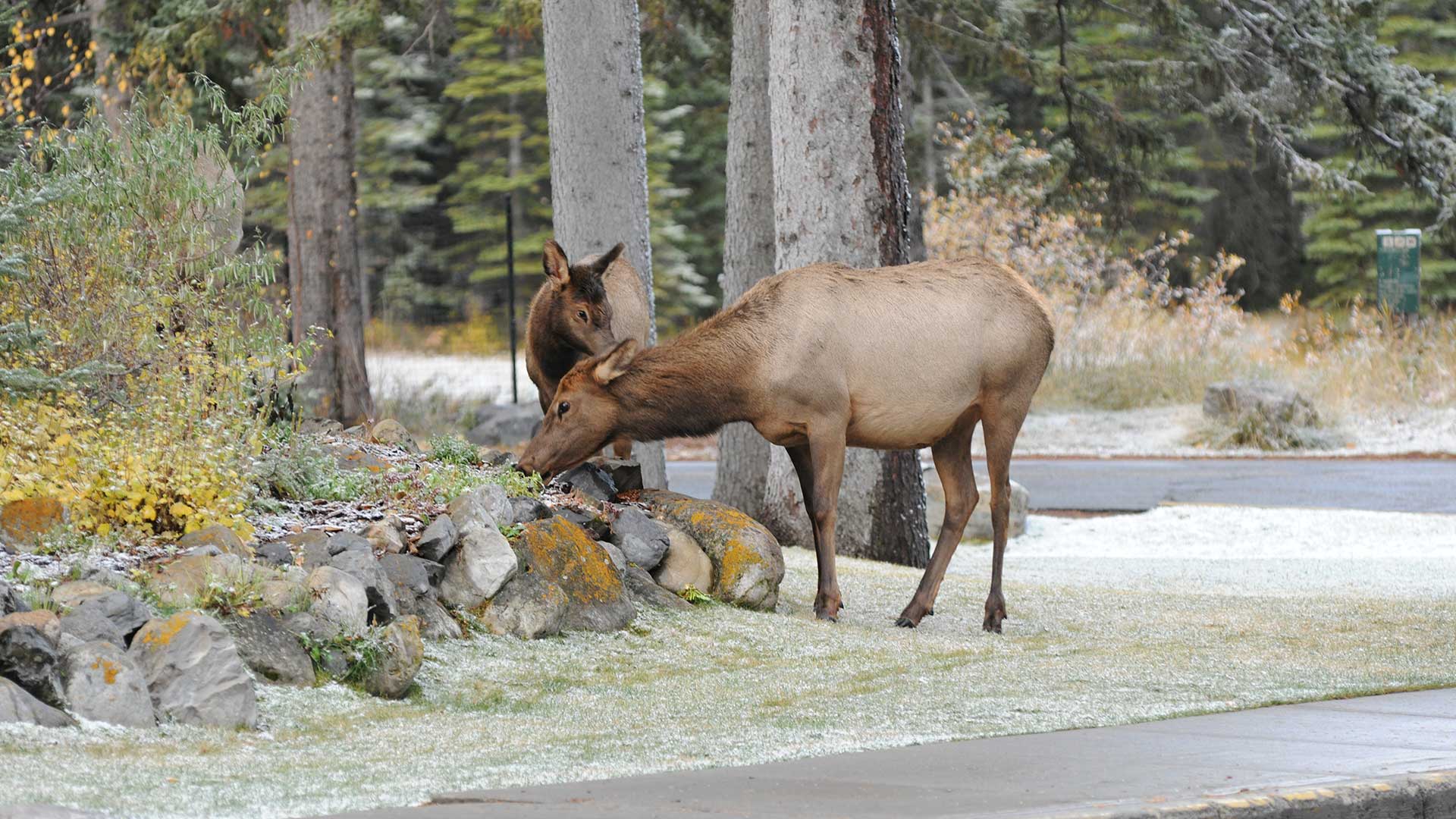 Banff town deer and fawn