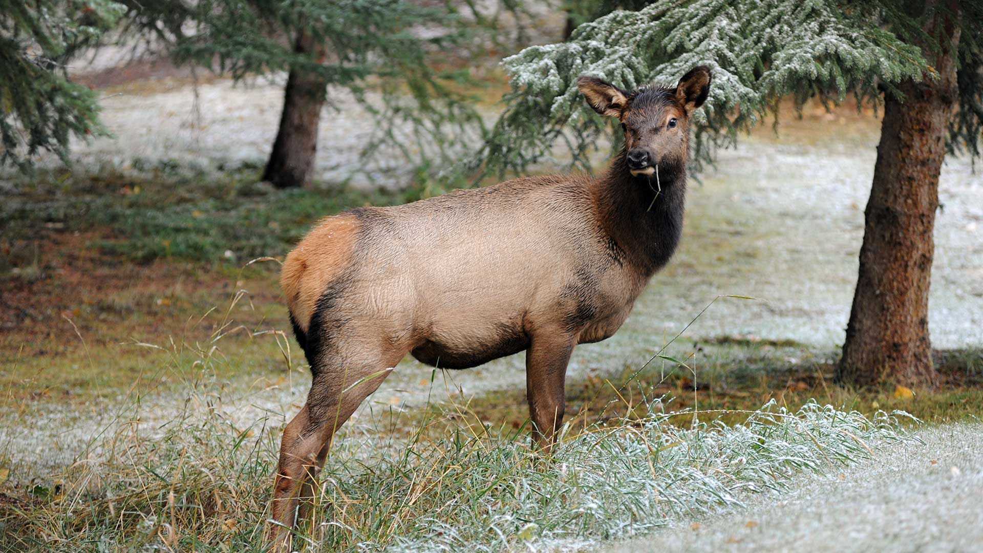 Banff deer doe