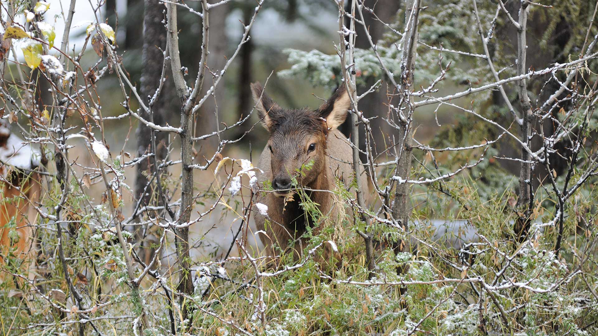 Banff deer doe