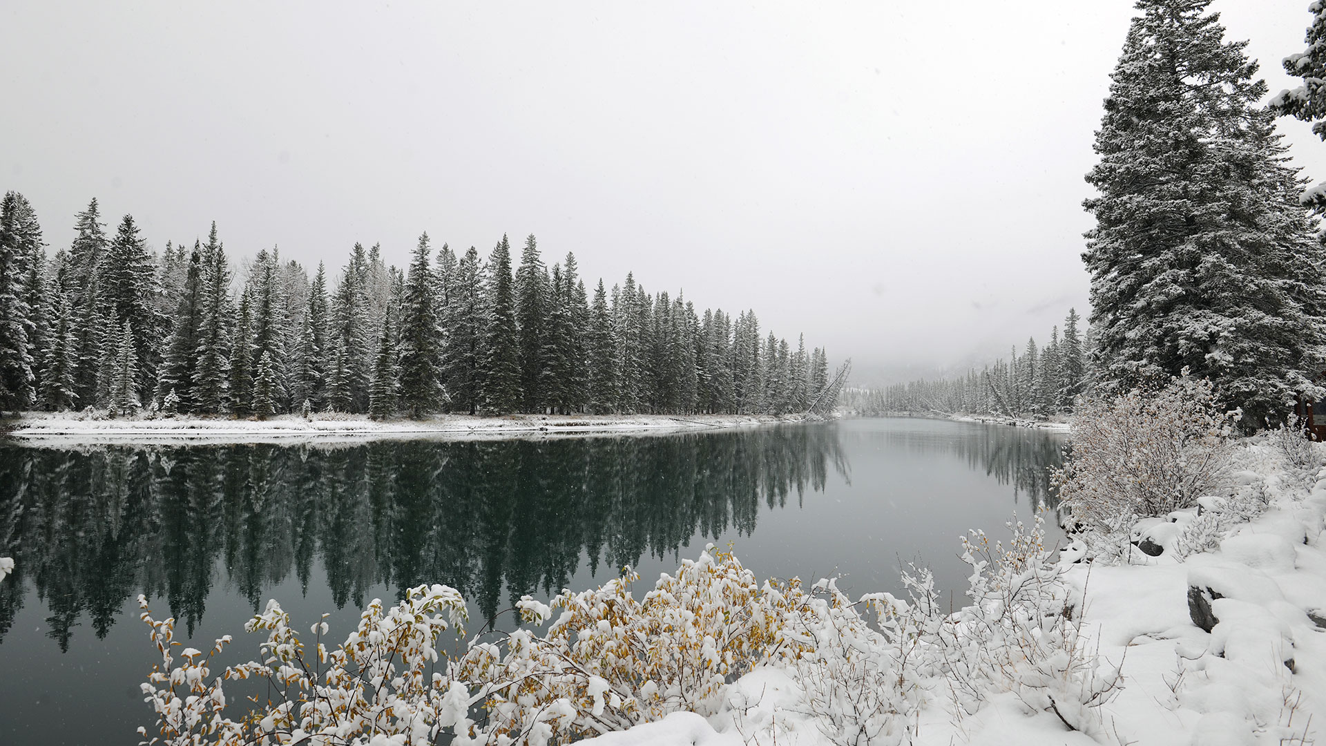 Banff river and snowing in the forest