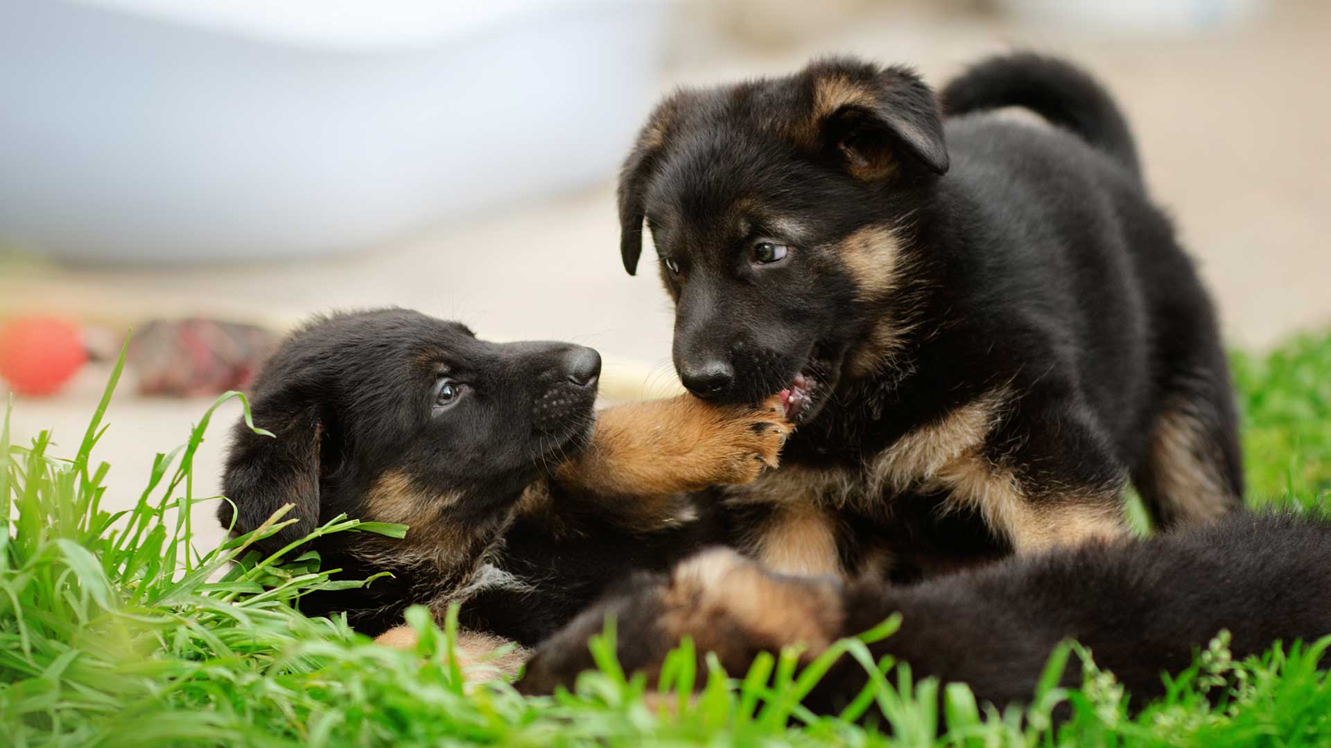 puppies wrestling