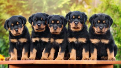 litter of rottweiler puppies