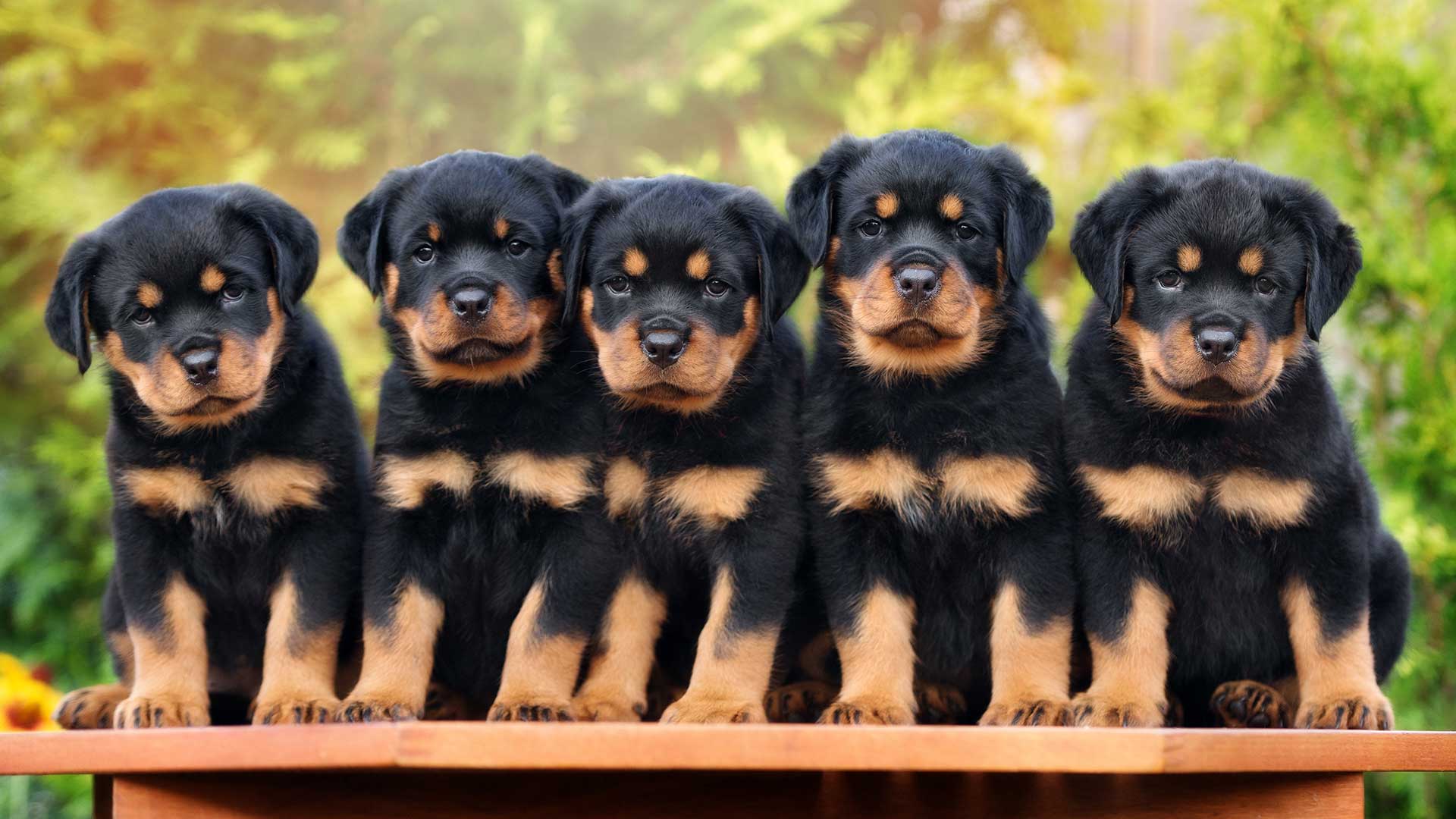 litter of rottweiler puppies