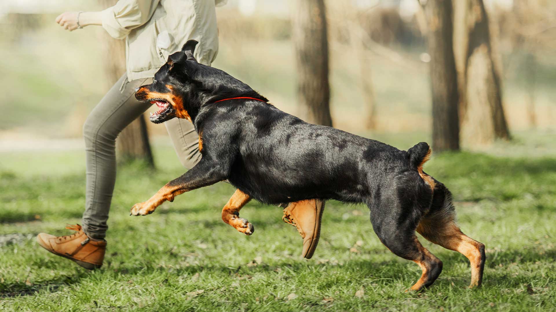 rottweiler running docked tail