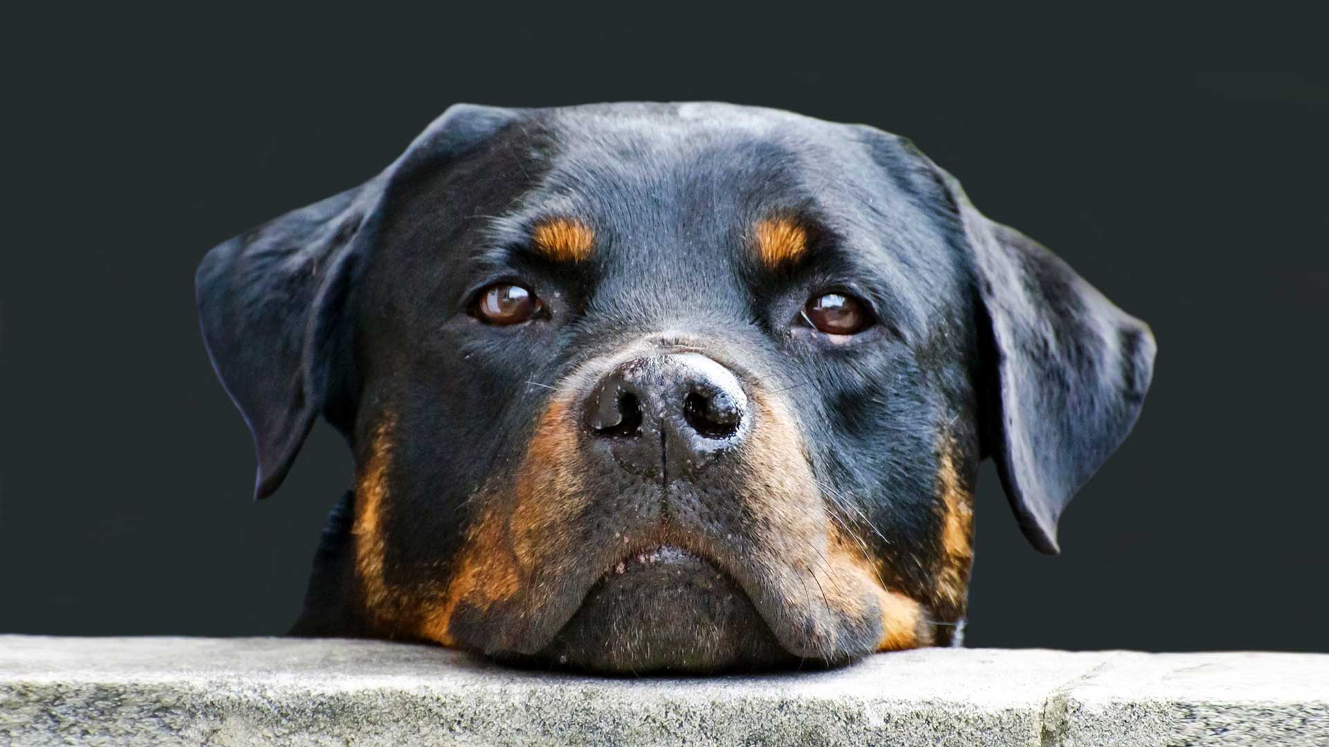 Rottweilers: What you want to know