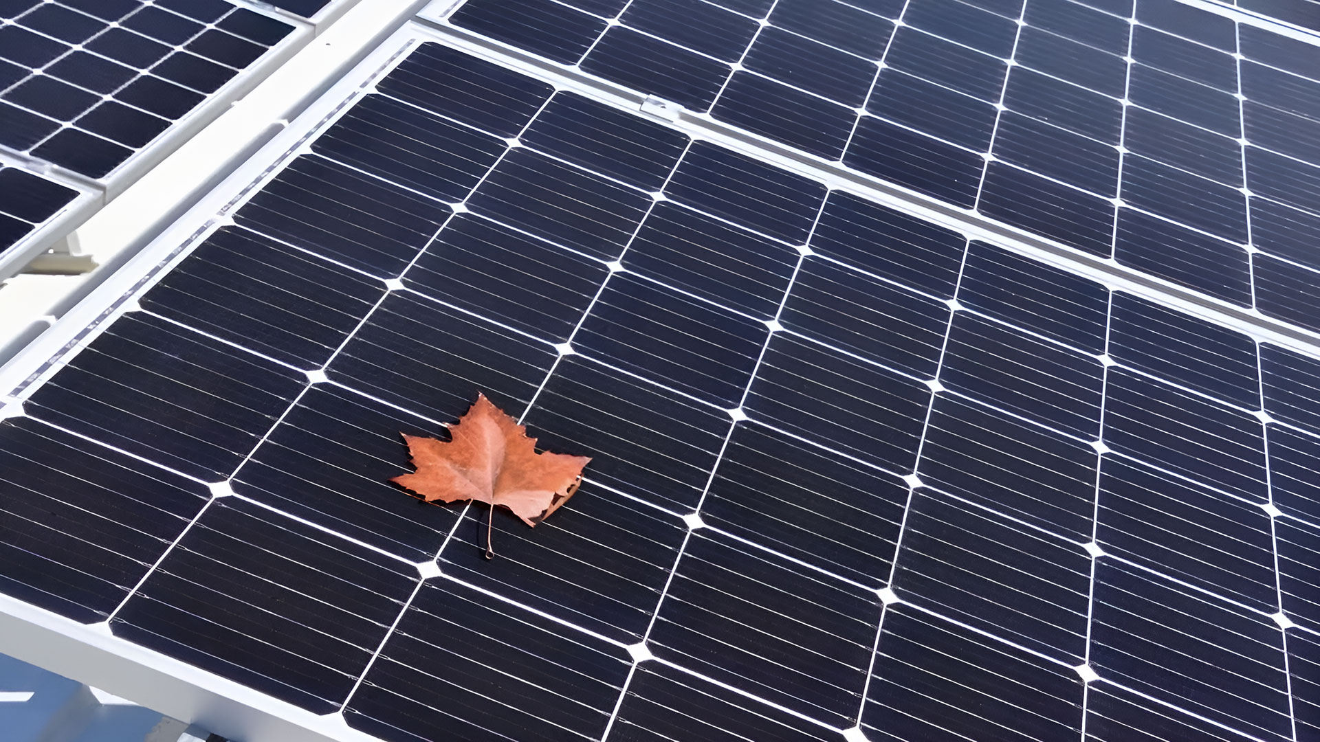 solar panel shade leaf